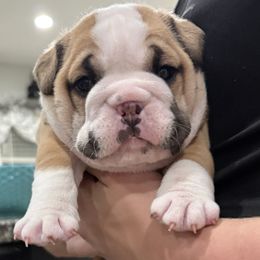 Tart - Fawn female Bulldog puppy in Geraldine, Alabama from Rathbone Bulldogs