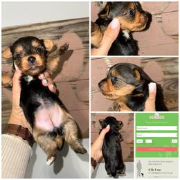 Daisy Mae - Black and gold female Yorkshire Terrier puppy in Cleveland, Tennessee from Moody’s Morkies and More