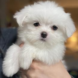Maltese Puppies from B&O Maltese