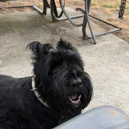FREYA - Black female Giant Schnauzer puppy in Tabernash, Colorado from Schnauzer Paw Homestead