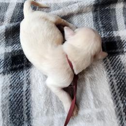 Burgundy - Golden female Golden Retriever puppy in Lucasville, Ohio from Halo Kennels