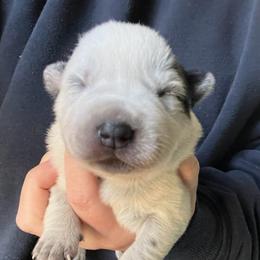 Boy 3 - Blue male Australian Cattle Dog puppy in Irvington, Kentucky from Dry Valley’s Australian Cattle Dogs