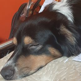 Ollie - Australian Shepherd