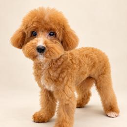 Hyeseong Kim aka Comet - Red male Maltipoo puppy in Georgetown, Texas from Mc Doodles of Texas LLC
