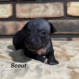 Scout - Black and tan male American Hairless Terrier puppy in Buckingham, Illinois from Gaus Hof