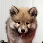 Finnish Lapphunds from NordicSol Finnish Lapphunds