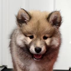 Finnish Lapphunds from NordicSol Finnish Lapphunds