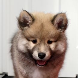 Finnish Lapphunds from NordicSol Finnish Lapphunds