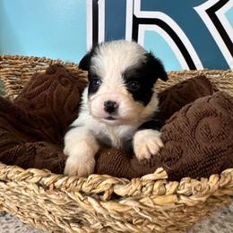Blk Tri girl - Black tri female Toy Australian Shepherd puppy in Oklahoma City, Oklahoma from Faith River Aussies