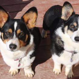 Pembroke Welsh Corgis from NannyKid Farm Corgis