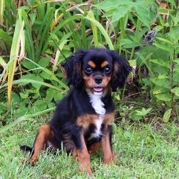 Cavalier King Charles Spaniel, Cavapoo, and Cockapoo All Grown Up from Hunter's Puppies