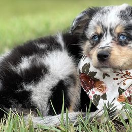 Miniature Australian Shepherd and Toy Australian Shepherd Puppies from Kickapoo Creek Toy & Mini Aussies