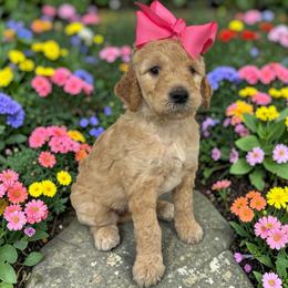 Lennox - Apricot female Goldendoodle puppy in Prosperity, Pennsylvania from Stelladoodles & Company
