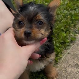 Minnie Mae AKC - Black and tan female Yorkshire Terrier puppy in Hope, Indiana from DJ Yorkies