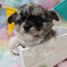 Hendrix - Merle male Chihuahua puppy in Bowdon, Georgia from Paschal's Pups