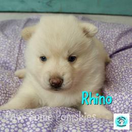 Rhino - White male Pomsky puppy in Krum, Texas from Paw-Some Pomskies