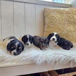 Cavapoo puppies from Barnyard Dachshunds, Dals & Doodles