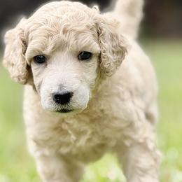 Mr Yellow Collar (video) - Cream male Poodle puppy in Screven, Georgia from Dreamland Standard Poodles