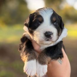 Melody AKC - Black tri-color female Australian Shepherd puppy in Polk City, Florida from Skaky Shepherds