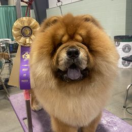 Kiefer - Chow Chow