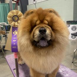 Kiefer - Chow Chow