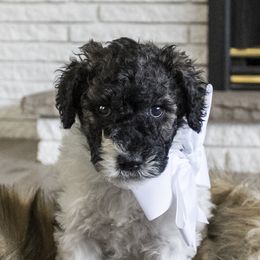 Assorted Doodle Crosses, Bernedoodle, Double Doodle, Goldendoodle, Labradoodle, and Whoodle Puppies from Our Little Farm Life Doodles