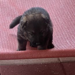 Boy 2 - Sable German Shepherd puppy in Villa Rica, Georgia from Von Wolf GSD’S