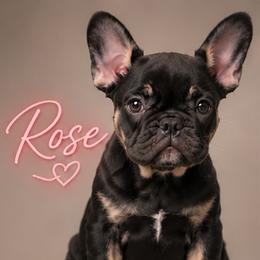 Rose - Black and tan female French Bulldog puppy in Conroe, Texas from SFLK