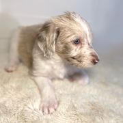 Darcy - Merle Irish Doodle puppy in Tennessee from Family Wolfadoodles