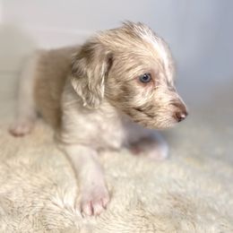 Darcy - Merle Irish Doodle puppy in Tennessee from Family Wolfadoodles