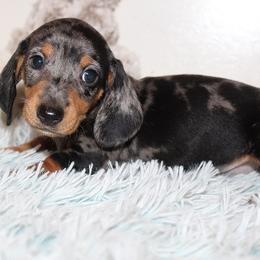 Girl 1 - Dapple female Dachshund puppy in Craig, Colorado from Rocky Mountain Shih Tzus and Dry Creek Miniature Dachshunds