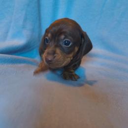 Moose - Chocolate and tan male Dachshund puppy in Opelika, Alabama from Dachshund Darlins