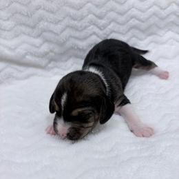 Pocket Beagle Female 1 - Black tan and white female Beagle puppy in Gentry, Arkansas from HC Puppy Ranch