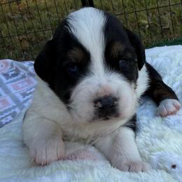 Boy 2 - Black tri male Miniature Australian Shepherd puppy in Potosi, Missouri from Red Hawk Ranch