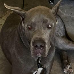 Goliath - Silver male Great Dane puppy in Towaco, New Jersey from MommaDukes Danes