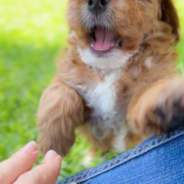 Swiss - Red male Cockapoo puppy in Pledger, Texas from Sugarbear Cockapoos
