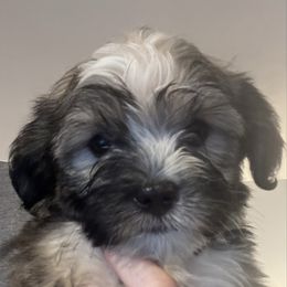 Boy 1 - Silver sable male Havanese puppy in Walpole, Massachusetts from Golden Glen Havanese