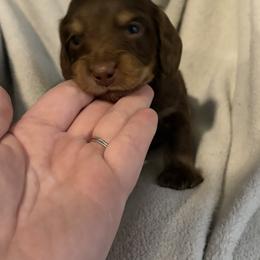 Dachshund puppies from White Oak Kennels