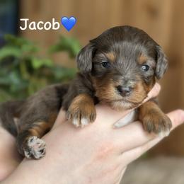 Jacob - Blue merle male Aussiedoodle puppy in Lancaster, Minnesota from Finney Ranch