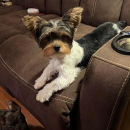 Abby - Yorkshire Terrier