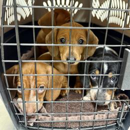 Dachshund Puppies from Cains River Valley Dachshunds