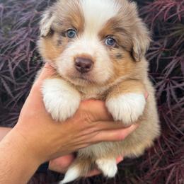 AKC Frosty (Natural Tail) - Red merle male Australian Shepherd puppy in Jonesborough, Tennessee from 5AFarms