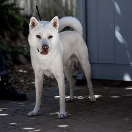Jason - Kishu Ken