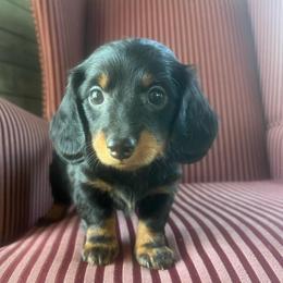 Winston - Black and tan male Dachshund puppy in Arthur, Illinois from Chupp’s Puppies