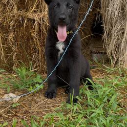 Yellow - Black female German Shepherd puppy in Midway, Kentucky from Von Charry German Shepherd’s