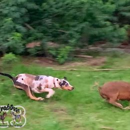 Maze - Catahoula Leopard Dog