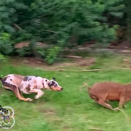 Maze - Catahoula Leopard Dog