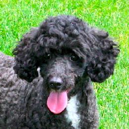 Flower - Poodle