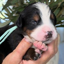 Donny domino - Tri-color male Bernese Mountain Dog puppy in Yuciapa, California from AlltheDoodlez_