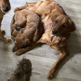 June - Golden Retriever